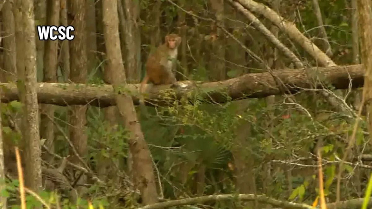 Escaped rhesus macaque monkeys are seen in Yemassee, South Carolina, on Friday, November 8. WCSC