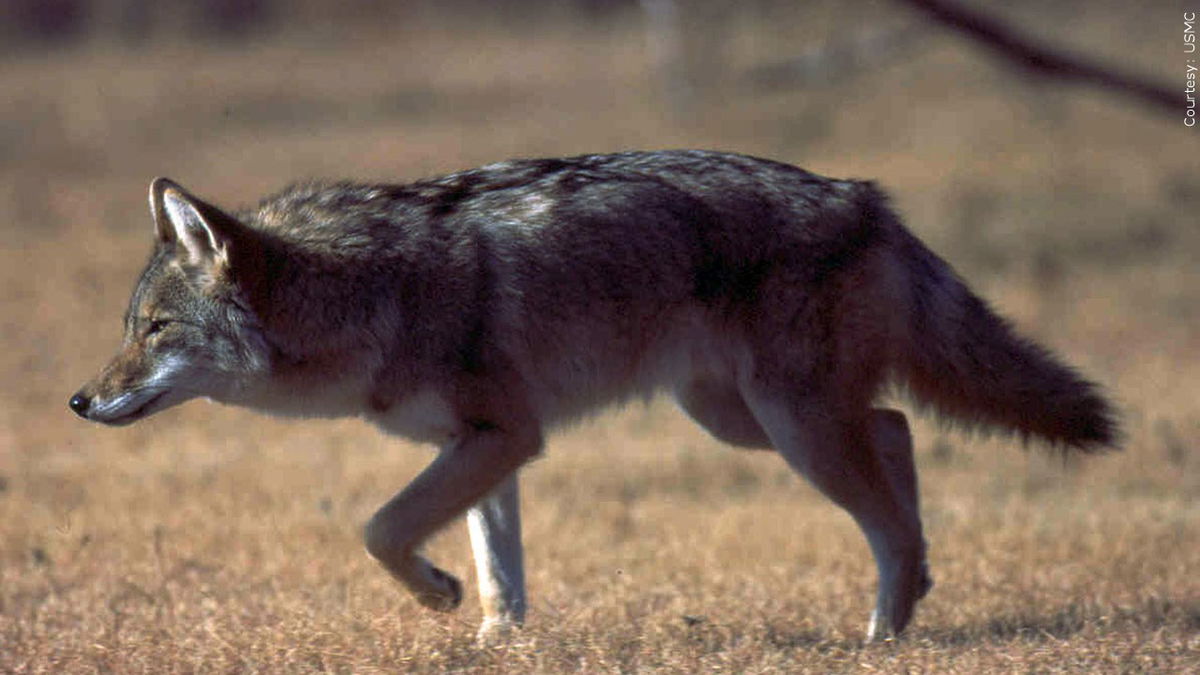 Generic photo of a coyote