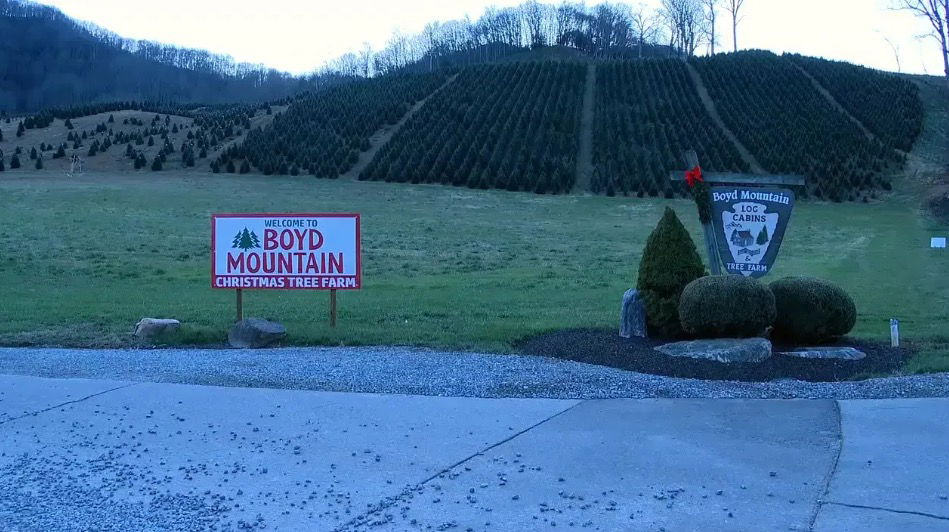 <i>WLOS via CNN Newsource</i><br/>Boyd Mountain Christmas Tree Farm in Waynesville lost 200 to 300 Christmas trees in the wake of Hurricane Helene.