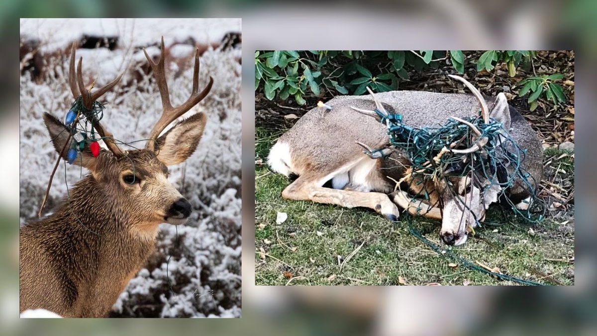 Two different bucks with Christmas lights tangled in their antlers