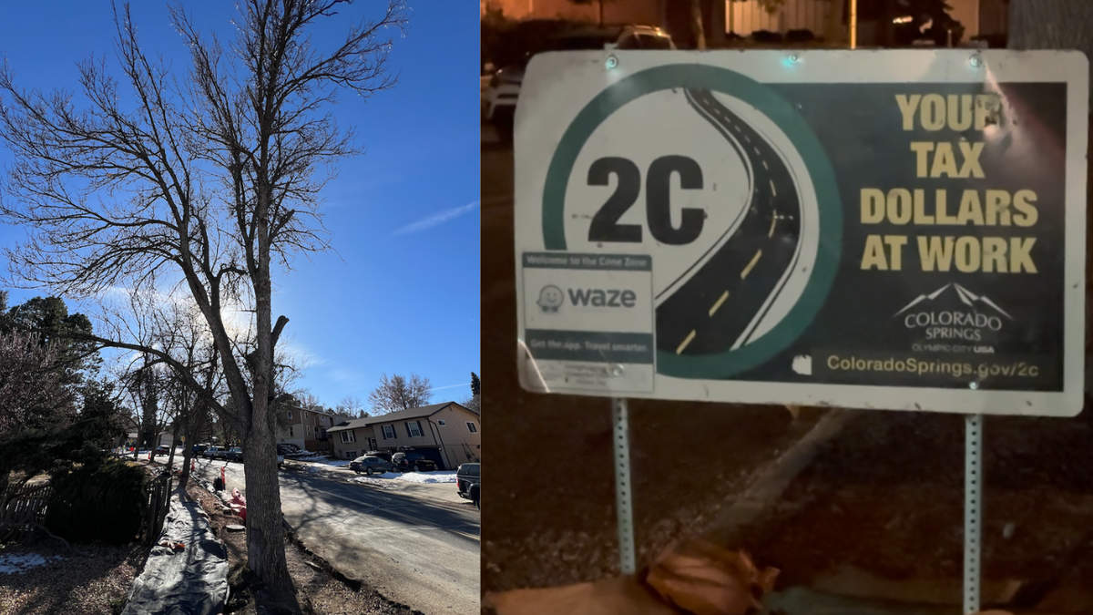 2C projects improve road conditions, takes away decades old trees ...