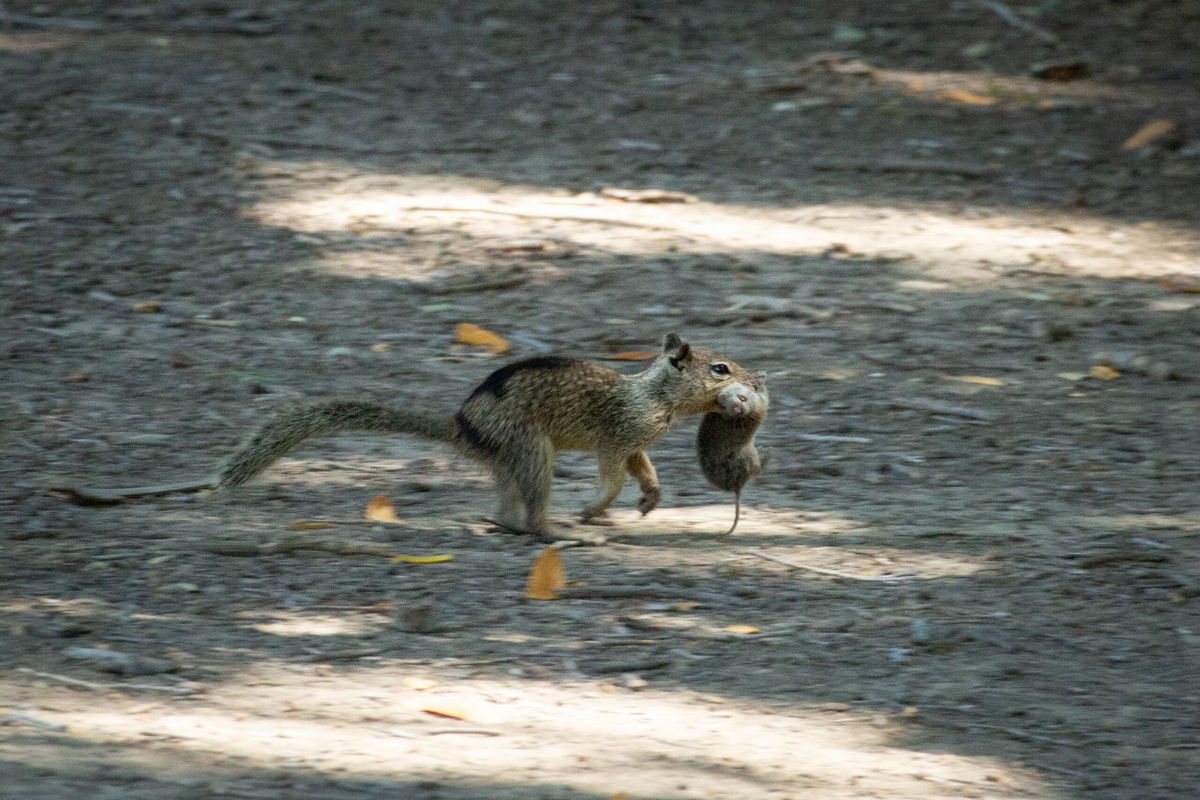 <i>George Rose/Getty Images/File via CNN Newsource</i><br/>A ground squirrel searches for food in a parking lot at Moonstone Beach on May 11