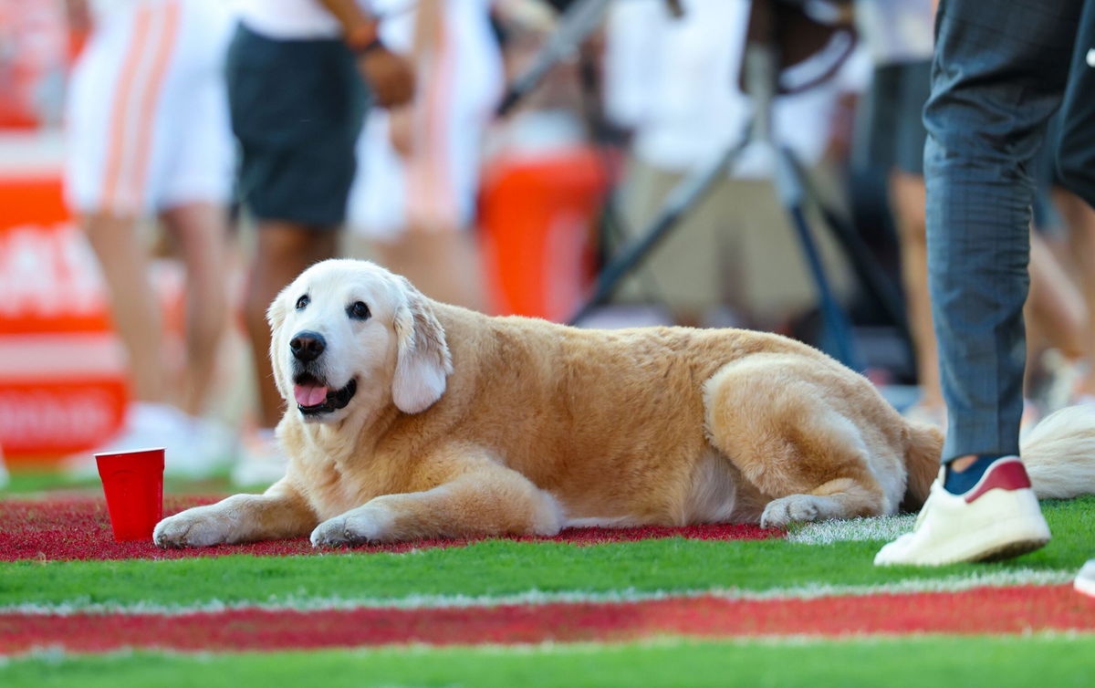 <i>Kevin Jairaj/USA TODAY Sports/Reuters via CNN Newsource</i><br/>Ben on the field in prior to Oklahoma Sooners and Tennessee Volunteers contest in September.