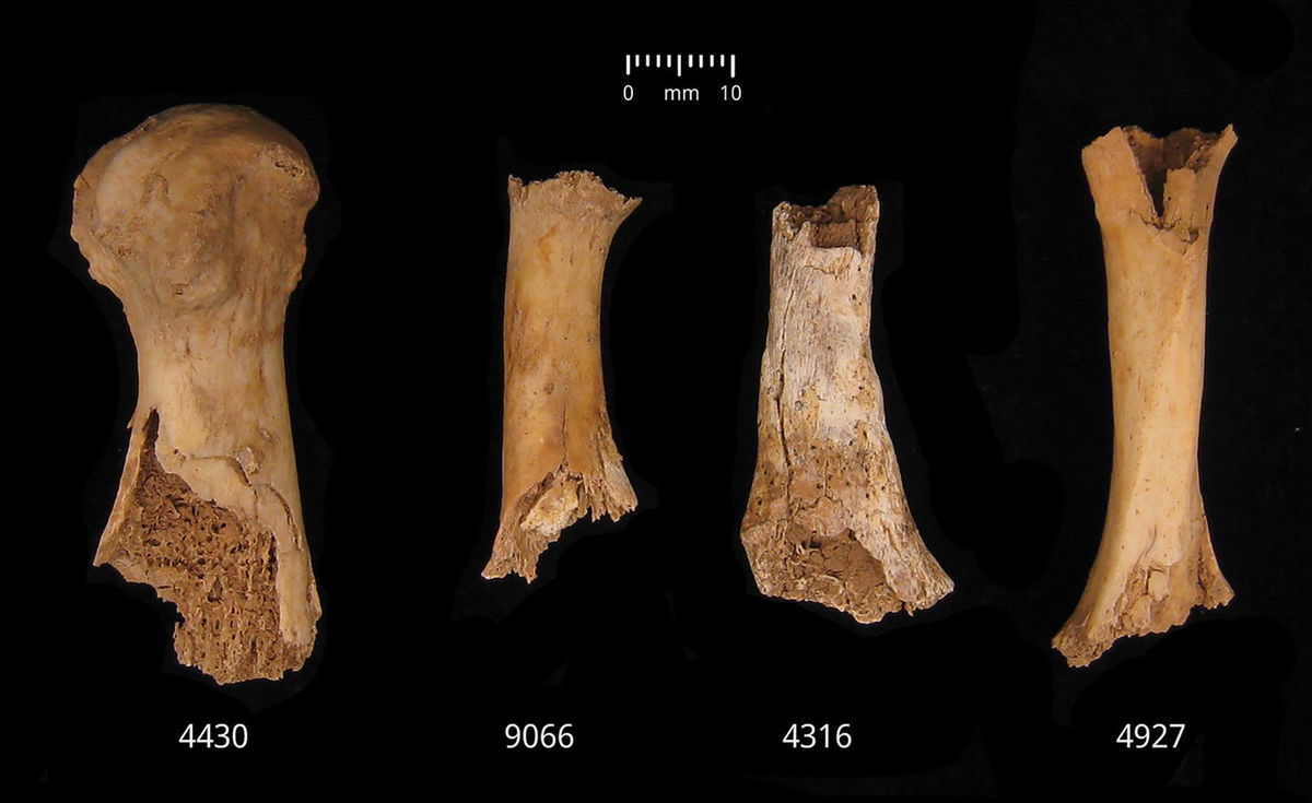 <i>Schulting et al. 2024 via CNN Newsource</i><br/>Cutmarks can be seen on the mandible of a 10-year-old child.