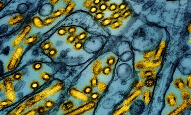 A genetic analysis of samples of the bird flu virus from a Louisiana patient show the virus likely mutated in the patient to potentially become more transmissible to humans.