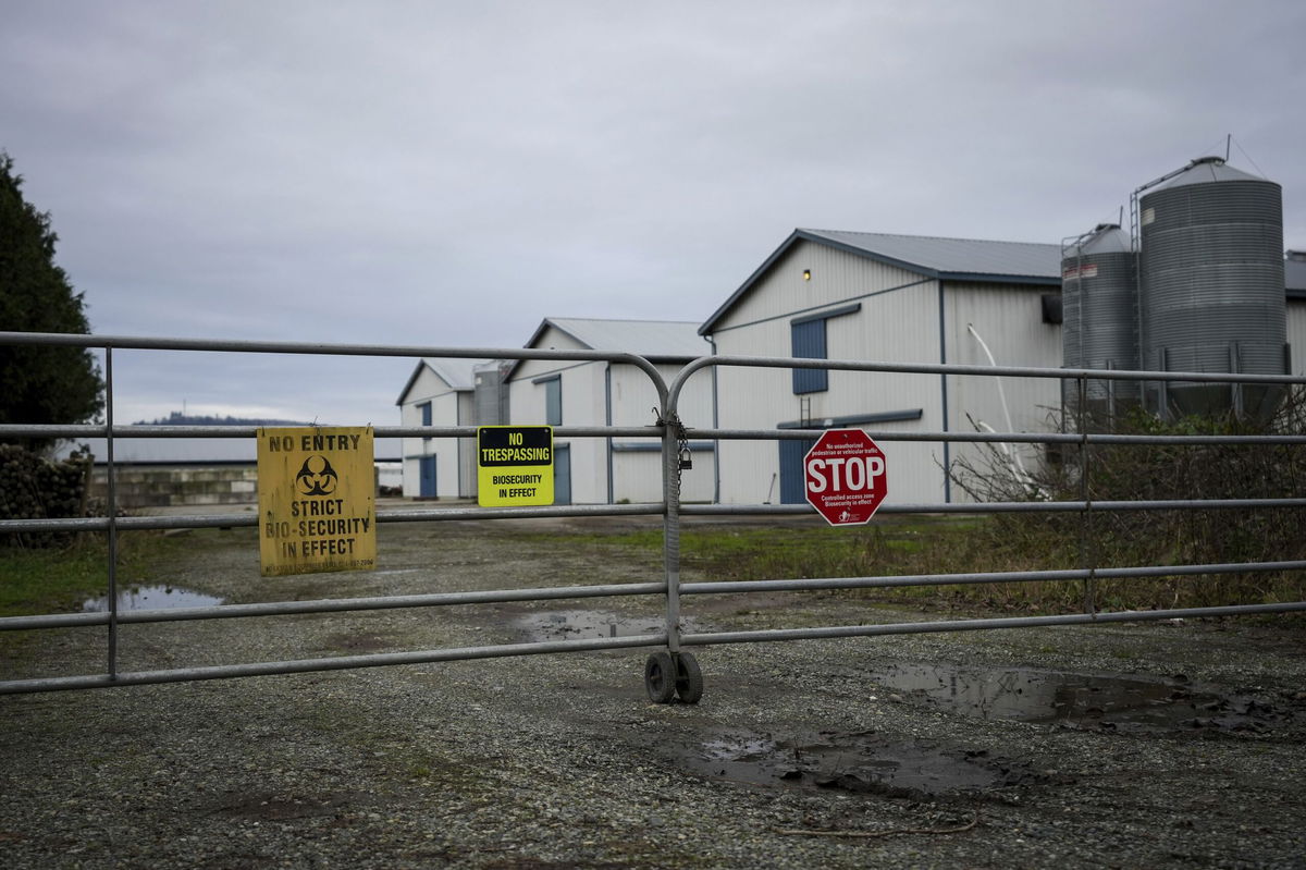 <i>Darryl Dyck/The Canadian Press/AP via CNN Newsource</i><br/>Biosecurity warning signs are seen on a locked gate at a commercial poultry farm in Abbotsford