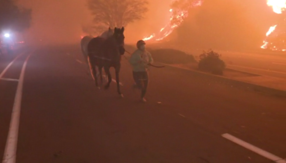 <i>KCAL/KCBS via CNN Newsource</i><br/>An Eaton Canyon resident leading horses by hand in the midst of evacuation orders caused by the Eaton Fire.