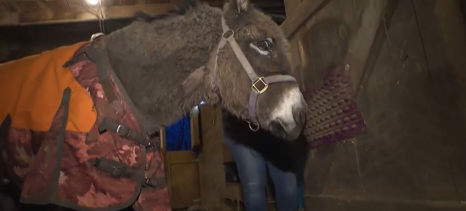 <i>KDKA via CNN Newsource</i><br />The Cranberry Township Volunteer Fire Company and other crews rescued a donkey that fell in a pond on Friday.