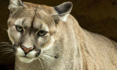 Generic mountain lion photo