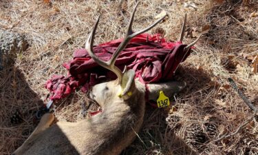 CPW rescues deer from hammock in Colorado Springs