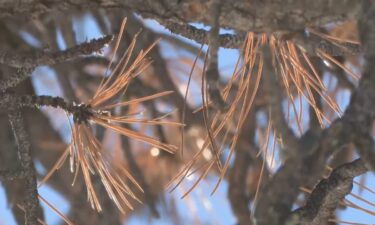 A close-up shot of dry pine needles.