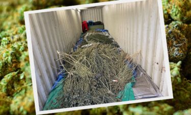 A photo from the El Paso County Sheriff's Office of a large amount of weed in a pile.