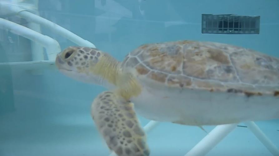 <i>WPTV via CNN Newsource</i><br/>Veterinarians and volunteers at Loggerhead Marinelife Center make it their mission to protect and rehabilitate beloved sea turtles.