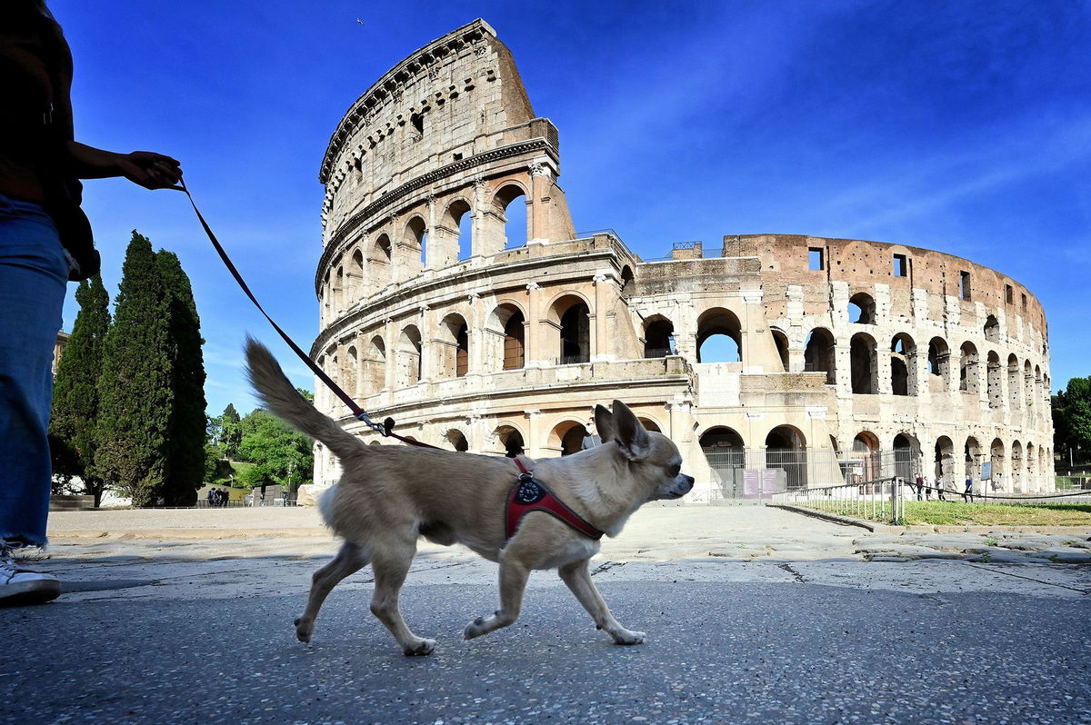 <i>Alberto Pizzoli/AFP/Getty Images via CNN Newsource</i><br/>Owners can visit museums around Italy and leave their dogs with dog-sitters.