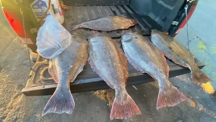 <i>California Department of Fish and Wildlife/KSBW via CNN Newsource</i><br/>A fisherman was busted in San Francisco for attempting to hide thousands of pounds of illegal fish