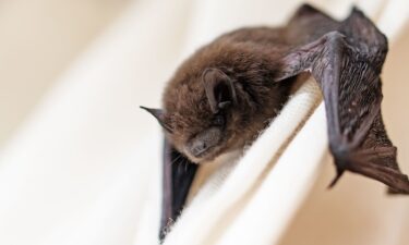 Scientists found a newly identified coronavirus in swabs taken from bats found in China.