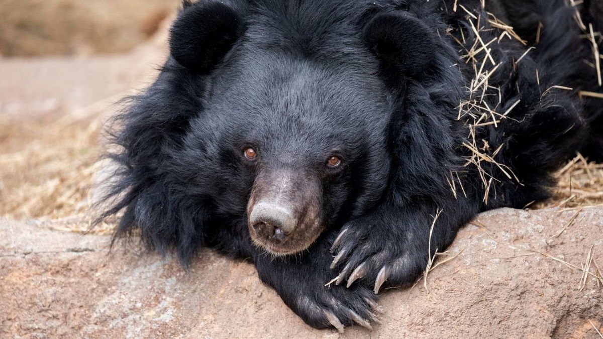 Cheyenne Mountain Zoo shares a heartfelt goodbye to Asiatic black bear, Beezler