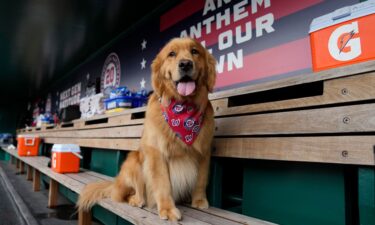 Bruce the Bat Dog sits on the bench in the Washington Nationals dugout before a game against the Miami Marlins.