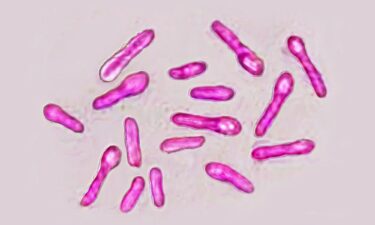 Clostridium botulinum bacteria (botulism bacillus) secretes a very powerful toxin (botox)
