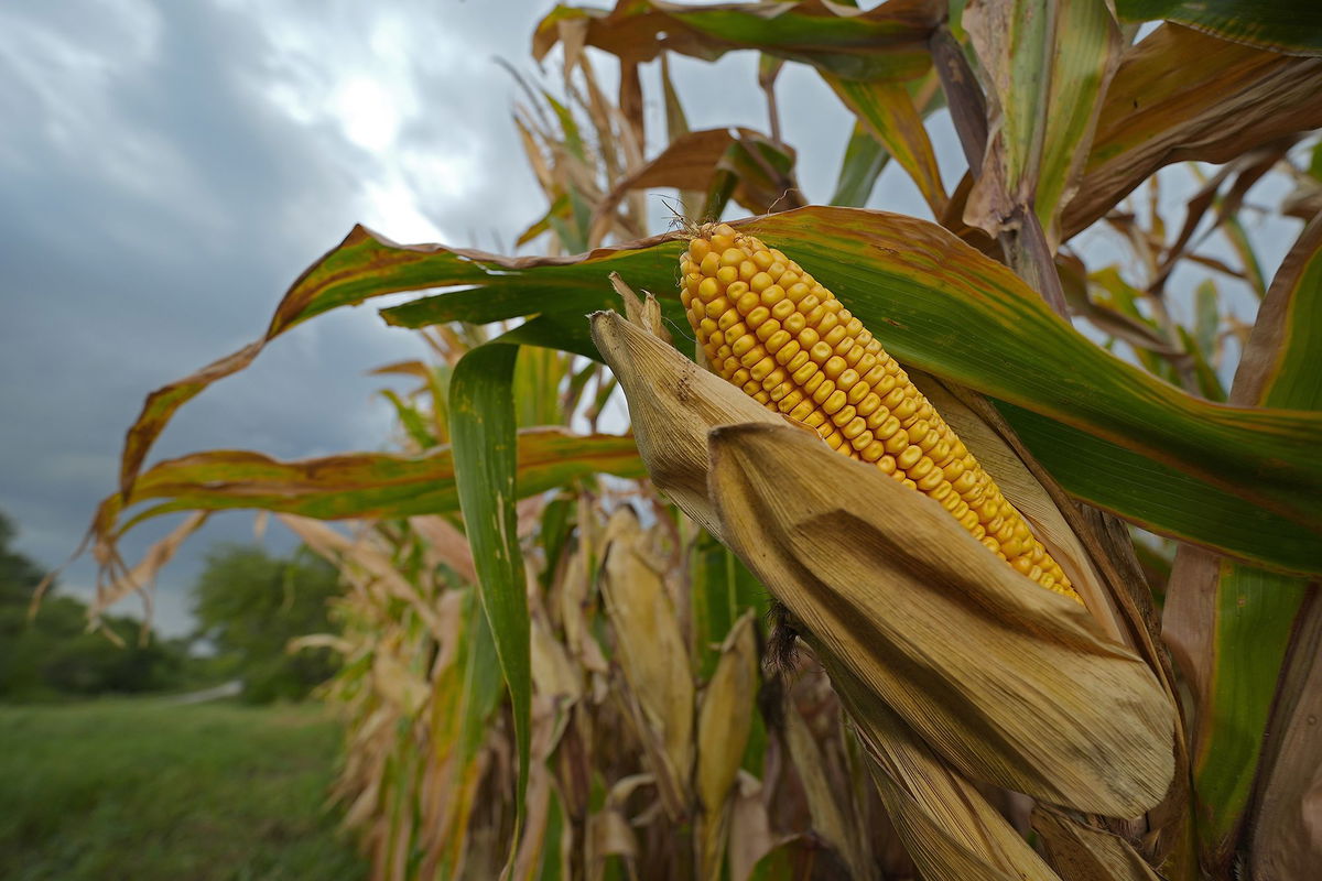 <i>Charlie Riedel/AP via CNN Newsource</i><br/>Storm clouds build above a corn field in August 2024