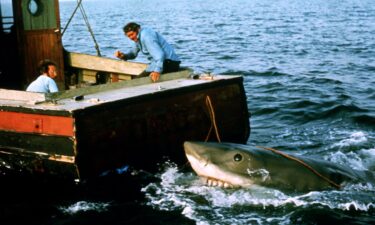 A great white shark swims through a school of Tommy roughs in South Australia
