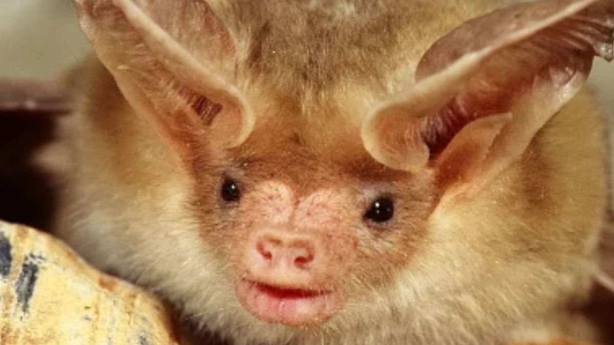 CPW investigating dead bats found near Black Forest