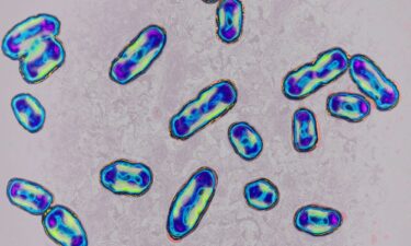 The bacterium Yersinia pestis
