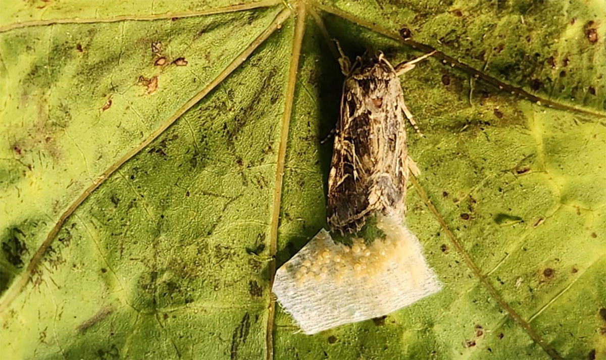 Breakthrough discovery shows that moths listen to plants — and avoid the noisy ones